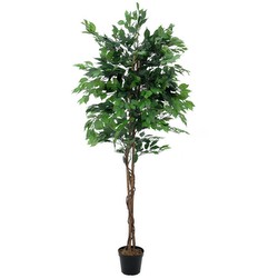 Europalms Ficus-Benjamini Multi-Stamm 210 cm Europalms Ficus-Benjamini Multi-Stamm 210 cm