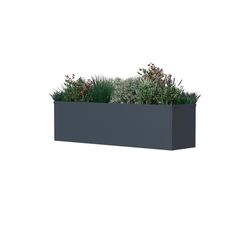 Westmann Talus M