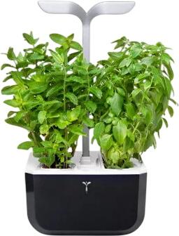Veritable Exky Smart (VEXK-SSBAS-FR-41)