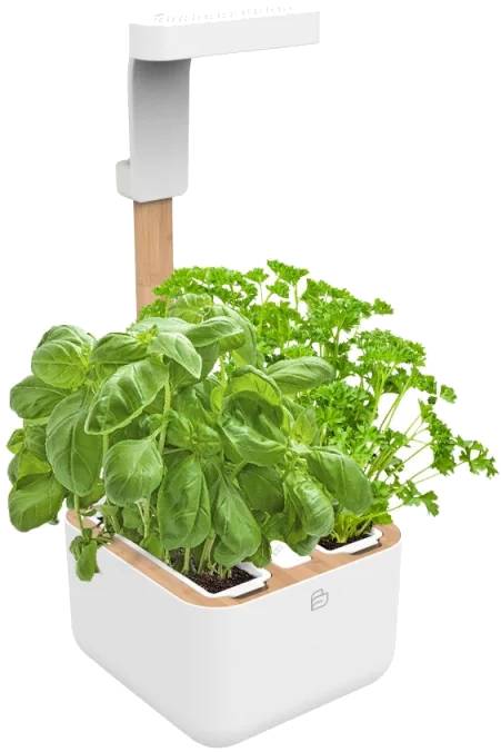 Veritable Botaneo Eylo (VBOT-EAWBA-B-66)