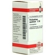 DHU-Arzneimittel PHELLANDRIUM AQUATICUM C 30 GLOBULI