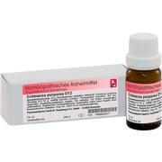 Dr. Reckeweg ECHINACEA PURPUREA D 12 GLOBULI, 10 g