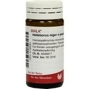 Wala HELLEBORUS NIG E PL TO D12 GLO, 20 g