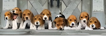Clementoni Beagles