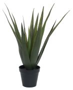 Europalms Aloe-Vera-Pflanze 60 cm Europalms Aloe-Vera-Pflanze 60 cm