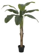 Europalms Bananenbaum 145 cm