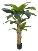 Europalms Bananenbaum 170 cm