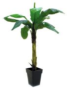 Europalms Bananenbaum 220 cm