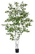 Europalms Birkenbaum 210 cm