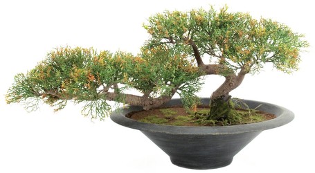 Europalms Bonsai-Zeder 40 cm