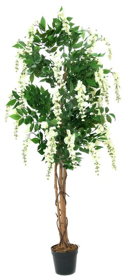 Europalms Goldregenbaum 150 cm