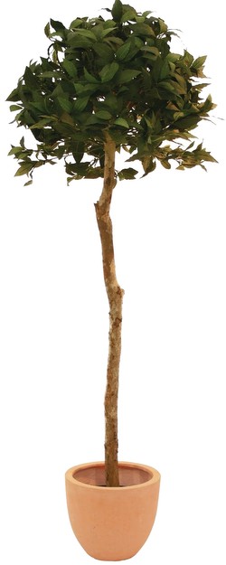 Europalms Lorbeerkugelbaum 180 cm
