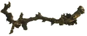 Lucky Reptile Rebholz "dunkel" L