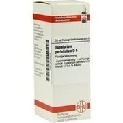 DHU-Arzneimittel EUPATORIUM PERFOLIATUM D 6 DIL., 20 ml
