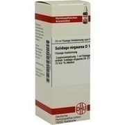 DHU-Arzneimittel SOLIDAGO VIRGAUREA D 1 DIL., 20 ml