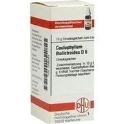 DHU-Arzneimittel CAULOPHYLLUM THALICTROIDES D 6 GLOBULI