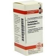 DHU-Arzneimittel CAULOPHYLLUM THALICTROIDES C 6 GLOBULI, 10 g