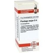 DHU-Arzneimittel PLANTAGO MAJOR D 4 GLOBULI, 10 g
