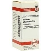 DHU-Arzneimittel AILANTHUS GLAND. C 30 GLOBULI, 10 g