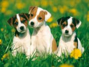 Ravensburger Jack Russell Welpen