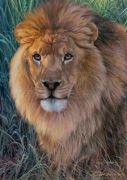Ravensburger König der Tiere