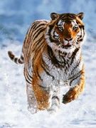 Ravensburger Puzzle Tiger im Schnee 500 Teile