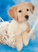 Ravensburger Süsser Hund 100 Teile Ravensburger Süsser Hund 100 Teile