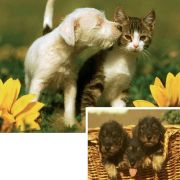 Ravensburger Tierfreundschaft