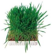 Trixie Kleintiergras Schale 100 g Trixie Kleintiergras Schale 100 g